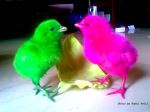Colourful Chickens