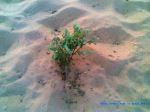 Desert Plant