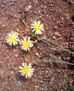 Yellow Flowers