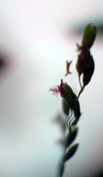 Grass