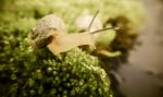 Snail