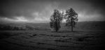 The Twin Trees