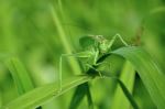 Green World