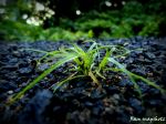 Green On Stone