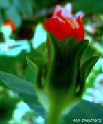 Red With Green