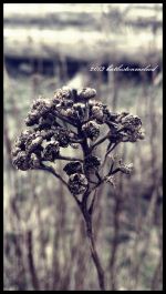 A Dry Flower 
