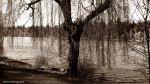 Tree On Side Of The Lost Lagoon
