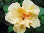 National Flower