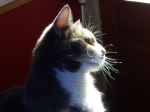 Sunlight Through Whiskers
