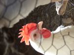 White Chicken Behind Chicken Wire