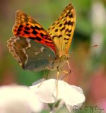 Fragility 