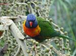 Lorikeet