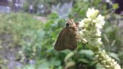The Beauty Of A Butterfly On A Flower