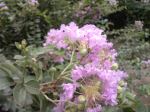 Beautiful Couple Of Flowers