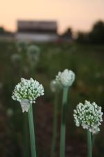 Onion Blooms