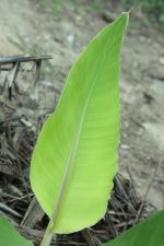 Photosynthesis