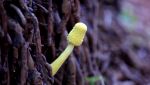 Mushroom Budding Between Roots