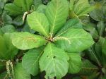 Almond Tree Leaf