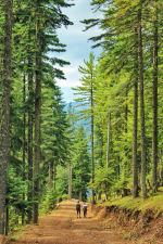 Forest Road To Home