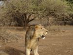 King Of The Jungle Lion