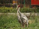 Siberian Crane