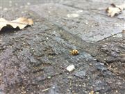 Alone In Autumn 