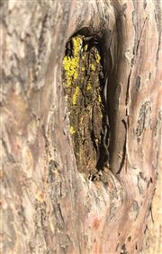 Moss In Wood