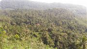 The Beauty Of Vazhamala