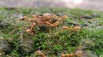 Follow The Ants