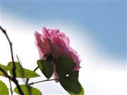 Rose Beauty