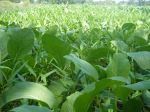 Agriculture