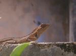 Lizard On The Wall