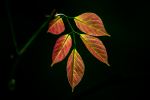 Autumn Leaves