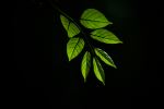 Green Leaves