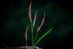 Pretty Wild Grass