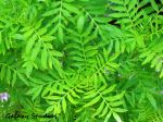 Brightness Of Neem