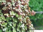 Wild Indian Herb In The Rain