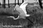 Bw White Heron