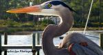 Blue Heron