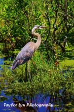 Blue Heron