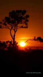 Lone Tree In Sunset