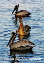 Three Birds