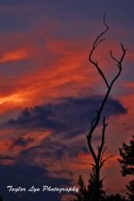Topsail Tree