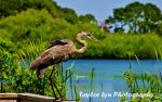 Tri Colored Heron