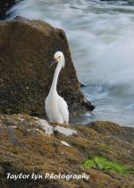 White Bird