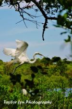 White Heron