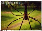 Amazing Spider