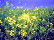 Mustard Flowers
