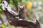 Owlet