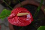 Anthurium